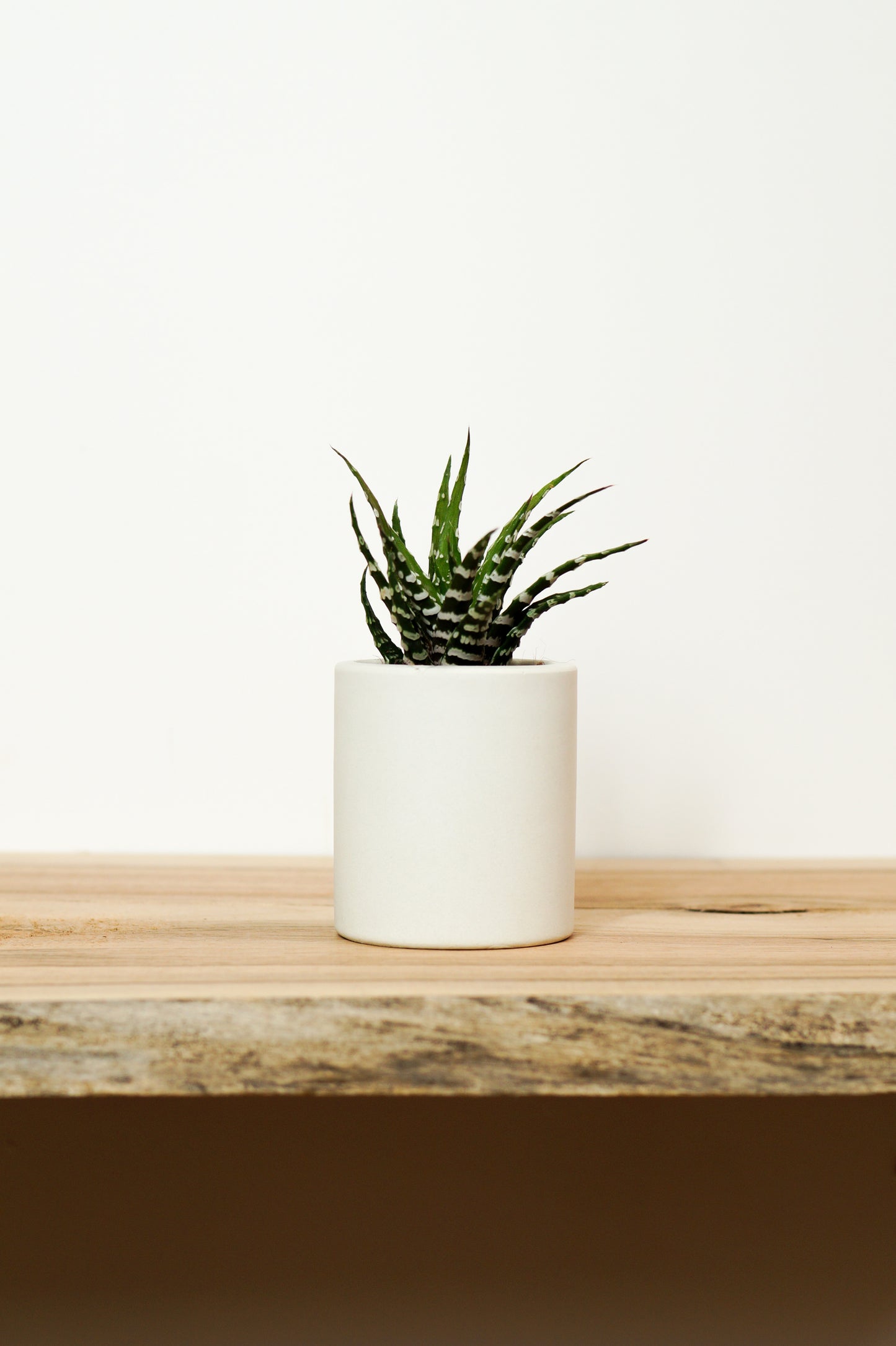 pot béton blanc