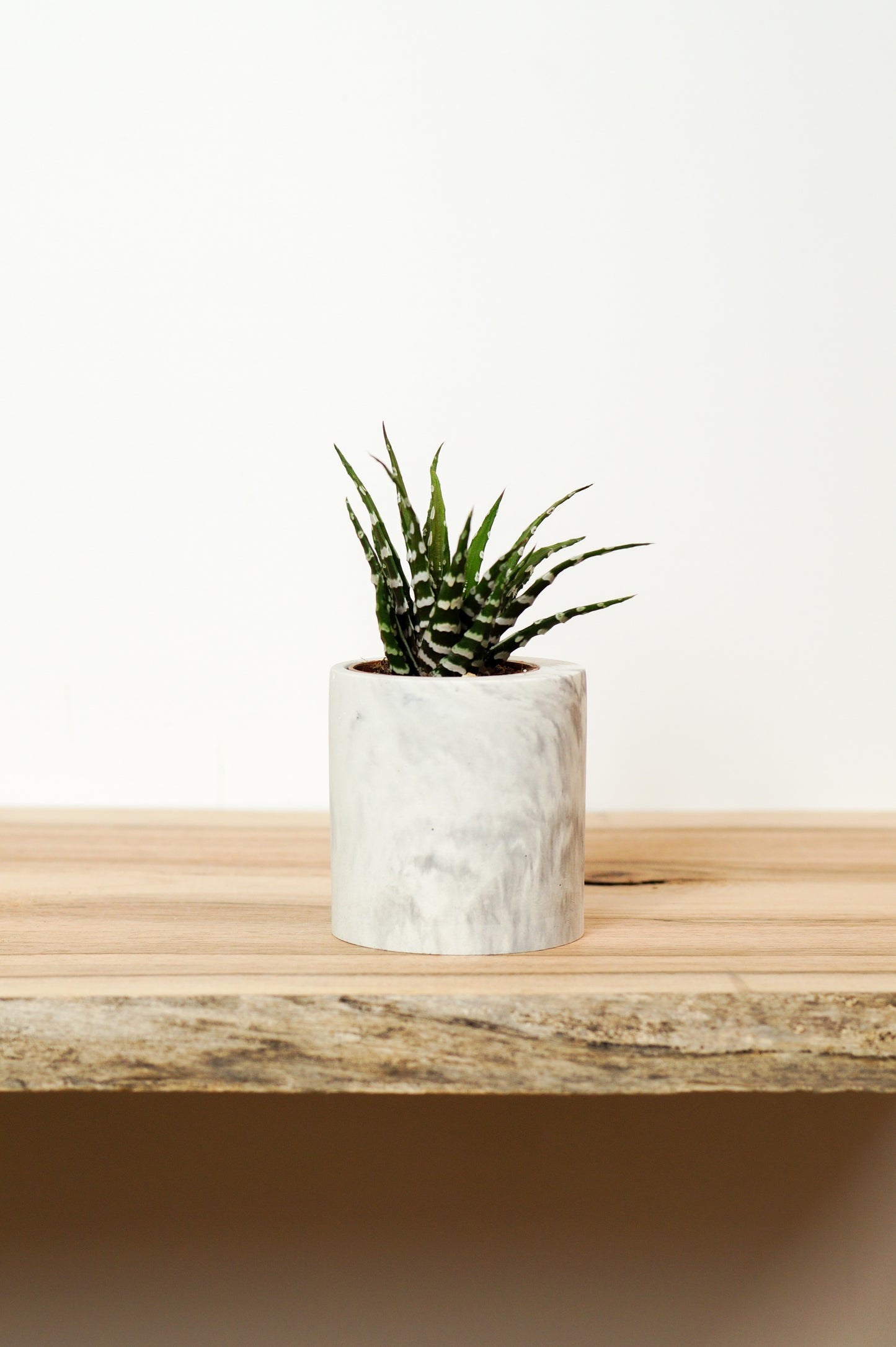 cache pot béton blanc