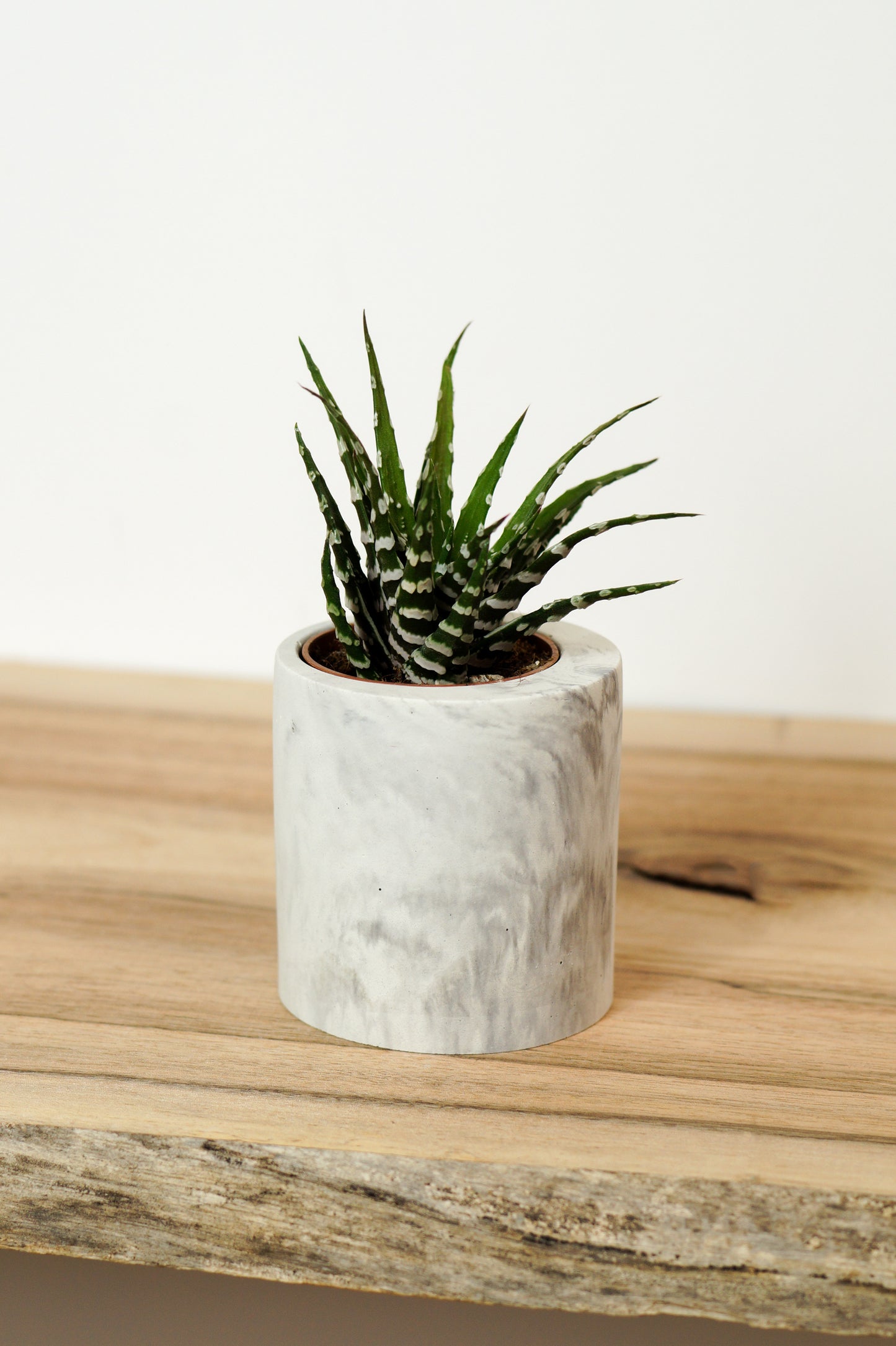 cache pot succulente