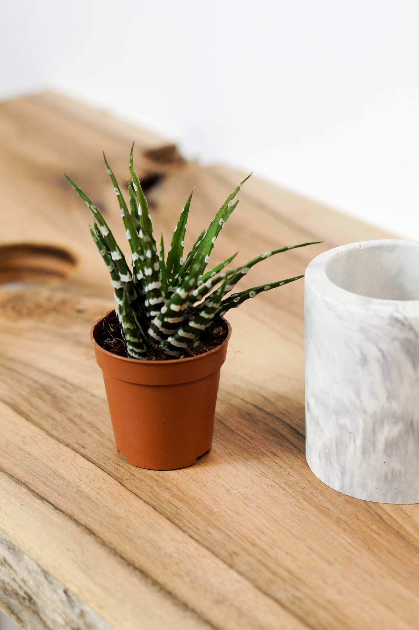 cache pot cactus